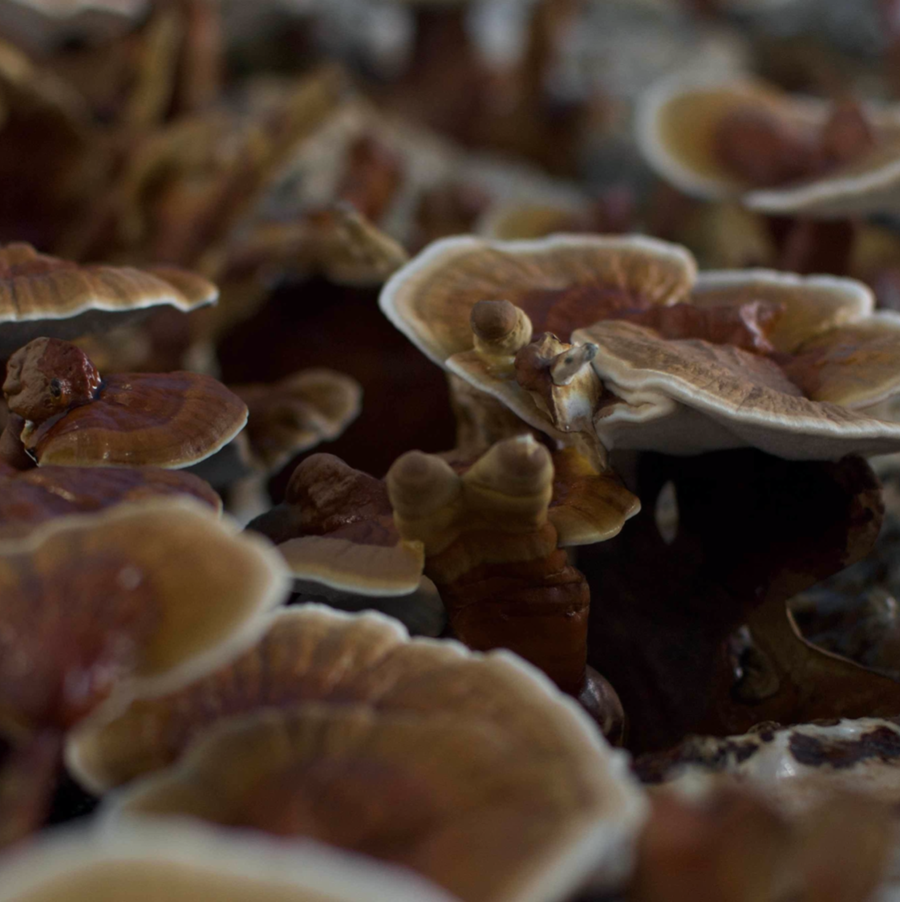 Life Cykel - Reishi Liquid Extract